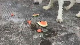 西瓜狗吃瓜,一场吃瓜盛宴的奇幻之旅