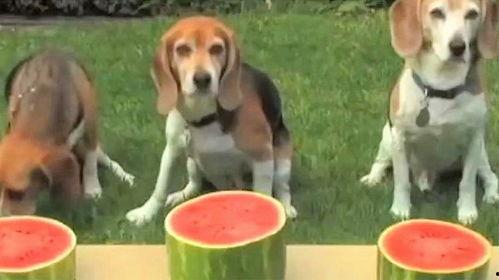 西瓜狗吃瓜,一场吃瓜盛宴的奇幻之旅