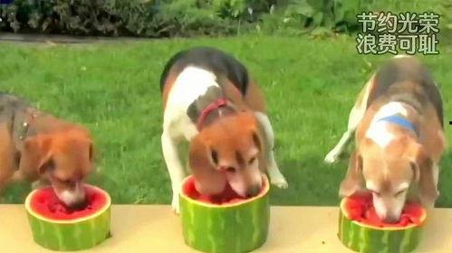 西瓜狗吃瓜,一场吃瓜盛宴的奇幻之旅