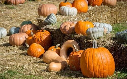 炮车吃瓜,揭秘历史趣闻中的炮车传奇