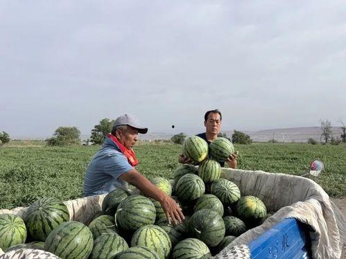 炮车吃瓜,揭秘历史趣闻中的炮车传奇
