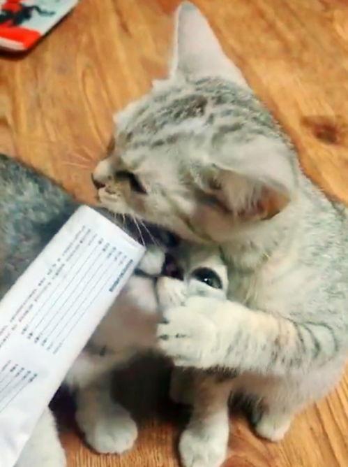 猫哥带你吃瓜,猫哥带你揭秘娱乐圈那些鲜为人知的瓜