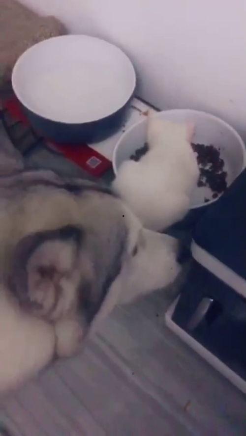 猫哥带你吃瓜,猫哥带你揭秘娱乐圈那些鲜为人知的瓜