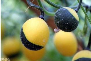 沙漠吊瓜怎么吃