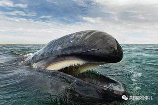 张鲸鱼吃瓜,揭秘娱乐圈幕后真相