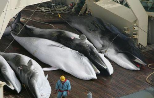 张鲸鱼吃瓜,揭秘娱乐圈幕后真相