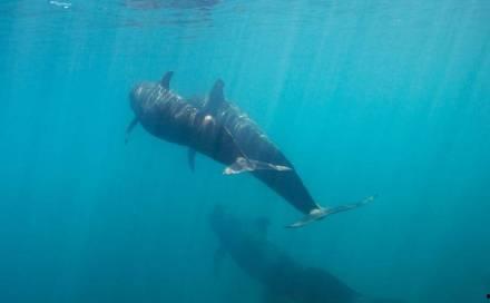 张鲸鱼吃瓜,揭秘娱乐圈幕后真相
