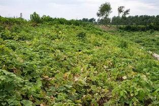 山野瓜怎么吃,解锁自然美味新境界