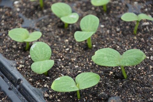 沙瓜发芽可以吃吗,还能安全食用吗？揭秘发芽沙瓜的真相