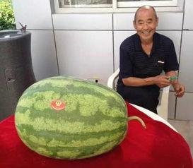 立体吃瓜,解锁夏日清凉新姿势