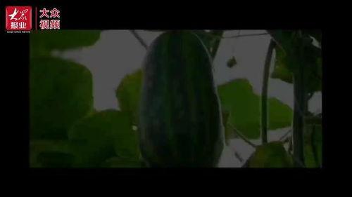 吃瓜视频致富吗,揭秘网络红人财富之路