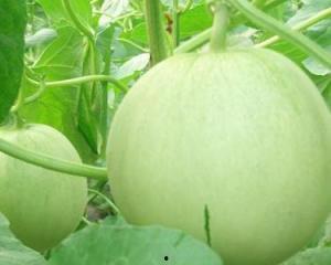 怀孕梦见瓜给别人吃,揭秘怀孕梦中的瓜分喜悦