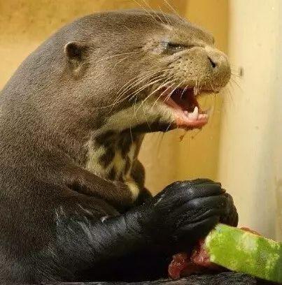 道具水獭吃瓜,趣味盎然的夏日奇遇记