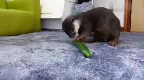 道具水獭吃瓜,趣味盎然的夏日奇遇记