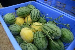 长瓜特效吃瓜,带你领略吃瓜新境界