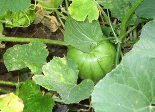 长瓜特效吃瓜,带你领略吃瓜新境界