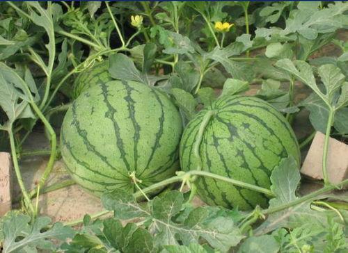 吃小瓜好还是吃西瓜好呢,吃小瓜还是西瓜，哪个更胜一筹？”