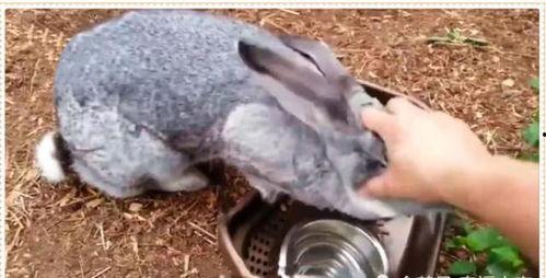 那兔吃瓜吃到饱,一场欢乐的美食盛宴