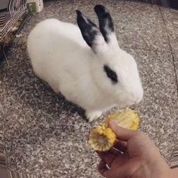 那兔吃瓜吃到饱,一场欢乐的美食盛宴