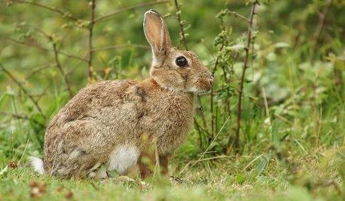 那兔吃瓜吃到饱,一场欢乐的美食盛宴