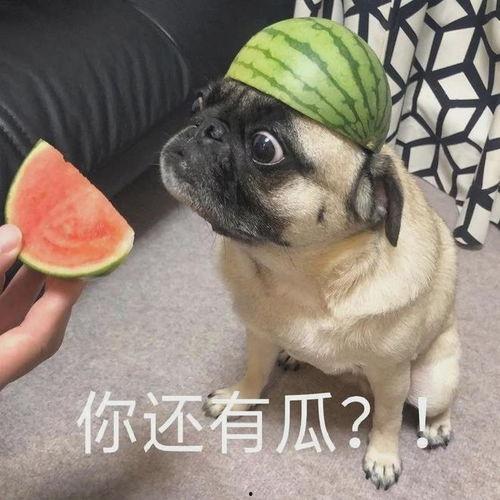 护士主任吃瓜,揭秘医疗一线的轻松时刻