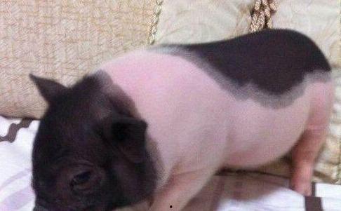 猪宠物吃瓜,萌态十足引网友热议