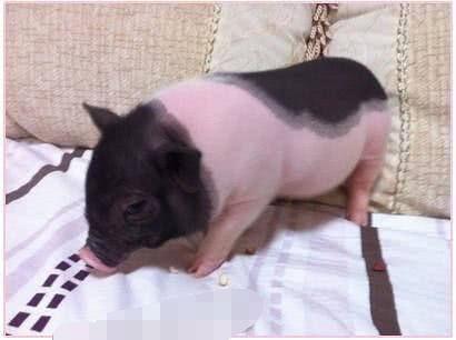 猪宠物吃瓜,萌态十足引网友热议