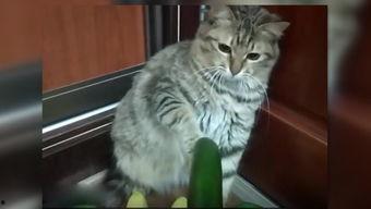 吃瓜猫咪合拍图片,萌态十足引网友热议