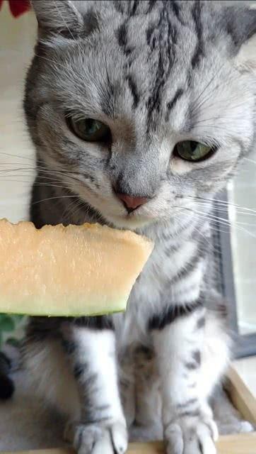 吃瓜猫咪合拍图片,萌态十足引网友热议