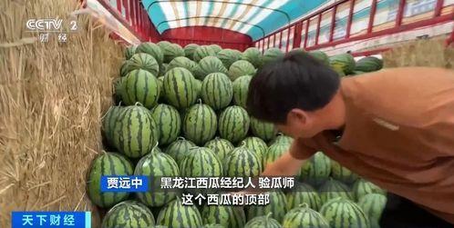 白城吃瓜,揭秘当地特色美食背后的故事