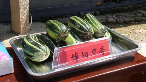 洪大炮吃瓜,揭秘娱乐圈幕后风云