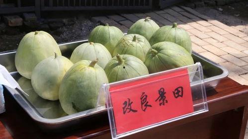 洪大炮吃瓜,揭秘娱乐圈幕后风云