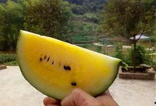 红心瓜能直接吃吧,可直接食用的天然美味