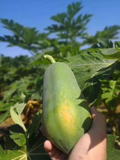 红心瓜能直接吃吧,可直接食用的天然美味