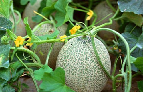 哈密瓜种子瓜可以吃吗,可食用之谜揭秘