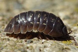 吃瓜西瓜虫,揭秘吃瓜西瓜虫的神秘生活