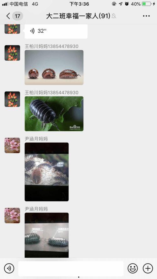 吃瓜西瓜虫,揭秘吃瓜西瓜虫的神秘生活