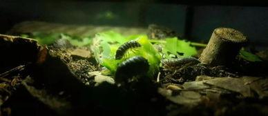 吃瓜西瓜虫,揭秘吃瓜西瓜虫的神秘生活