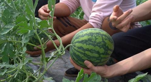 吃的瓜后续,揭秘“吃的瓜”背后的故事与影响