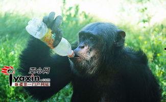 吃瓜搞笑猩猩,揭秘动物界的喜剧之王