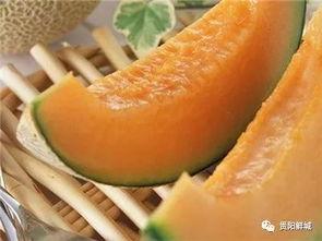 吃瓜哈蜜瓜,揭秘吃瓜哈蜜瓜的独特魅力