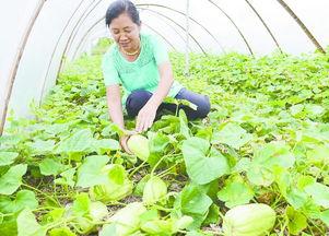 白皮脆瓜怎么吃,轻松解锁美味新体验