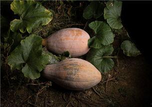 吃烧瓜后放屁多,揭秘吃烧瓜后放屁多的原因