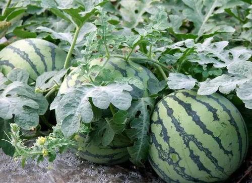 莲花楼吃瓜图片