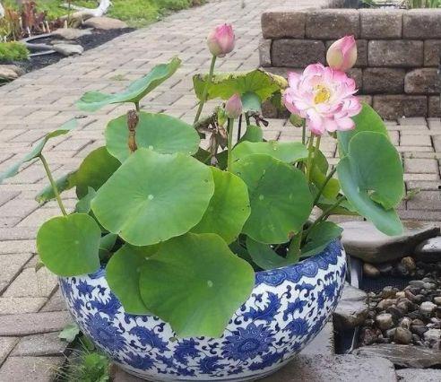 莲花楼吃瓜图片