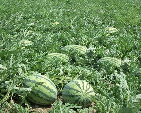 怀孕可以吃洋瓜吗,洋瓜在孕期的适宜食用与注意事项