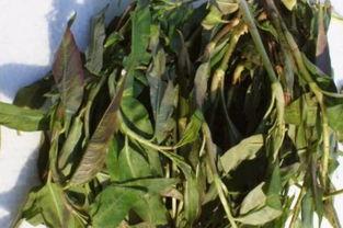 大花臂吃瓜,揭秘娱乐圈幕后故事