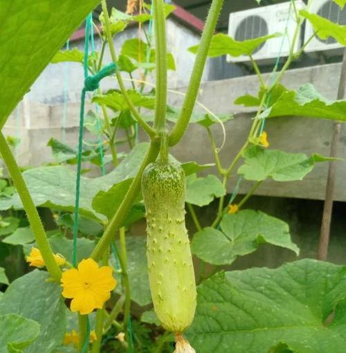 月升沧海吃瓜,揭秘娱乐圈的瓜田秘闻