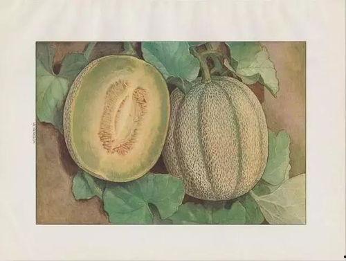 吃蜜瓜新疆舞,感受丝路风情