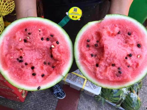 吃蜜瓜新疆舞,感受丝路风情